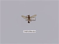 藏品(變側異腹胡蜂)的圖片